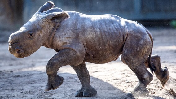 Das erst wenige Tage alte weibliches Nashornbaby erkundet erstmals die Außenanlagen im Schweriner Zoo. © dpa Foto: Jens Büttner