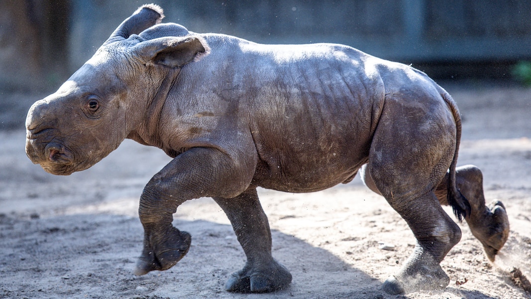 Młode nosorożce w zoo w Schwerinie: cielę po raz pierwszy wypuszczone na dwór NDR.de – Aktualności