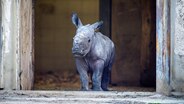 Das erst wenige Tage alte weibliches Nashornbaby erkundet erstmals die Außenanlagen im Schweriner Zoo. © dpa Foto: Jens Büttner