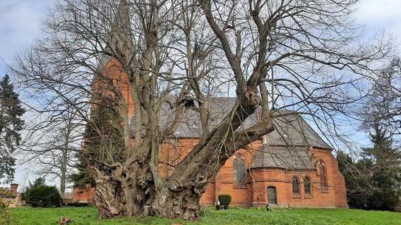 Ein ausladender Baum steht vor einer Kirche: Die rund 800 Jahre alte Sommerlinde in Polchow ist erster Nationalerbe-Baum in Mecklenburg-Vorpommern. © Jürgen Drewes Foto: Jürgen Drewes