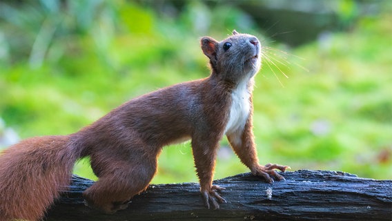 Ein Eichhörnchen auf einem Ast. © Ralf Ottmann aus Wöbbelin 