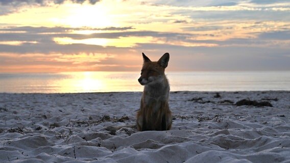 Kleiner Fuchs am Strand. © NDR Foto: Anne Schönemann aus Stralsund