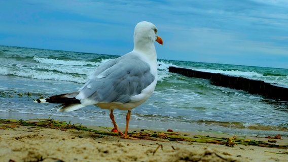 Eine Möwe am Ostseestrand. © NDR Foto: Torsten Krahn aus Rostock