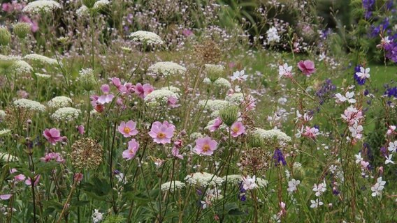 Blüten der Herbstanemone. © NDR Foto: Margit Schmidt aus Barth