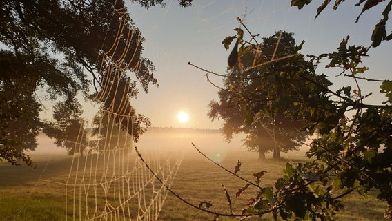 Ein Spinnennetz zwischen Bäumen funktelt im Sonnenaufgang. © NDR Foto: Sylvia Wegener aus Grabow