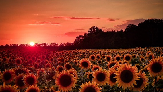 Sonnenuntergang hinter einem Sonnenblumenfeld. © NDR Foto: Gutsche Holm aus Wutschendorf