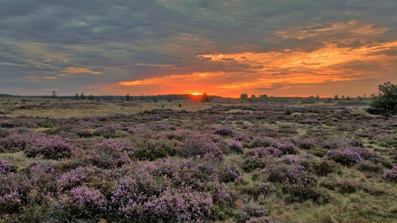 Lübtheener Heide am Morgen. © NDR Foto: Uwe Meyer aus Lübtheen