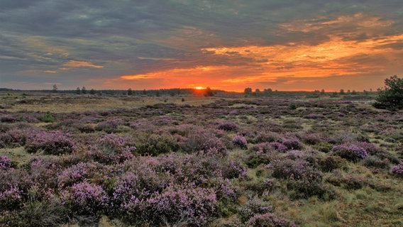 Lübtheener Heide am Morgen. © NDR Foto: Uwe Meyer aus Lübtheen