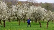 Die Obstbäume blühen auch im Norden früher als üblich. ©  Bernd Wüstneck/dpa 