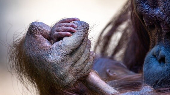 Orang-Utan Weibchen mit ihrem Nachwuchs im Arm © dpa Foto: Jens Büttner
