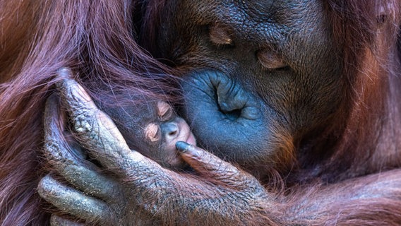 Orang-Utan Weibchen mit ihrem Nachwuchs im Arm © dpa Foto: Jens Büttner