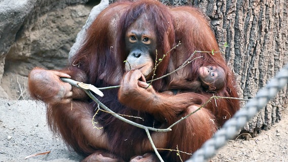 Das Orang-Utan-Baby "Khaleesi" mit seiner Mutter "Cantik" im Zoo Rostock © Zoo Rostock/Joachim Kloock Foto: Zoo Rostock/Joachim Kloock