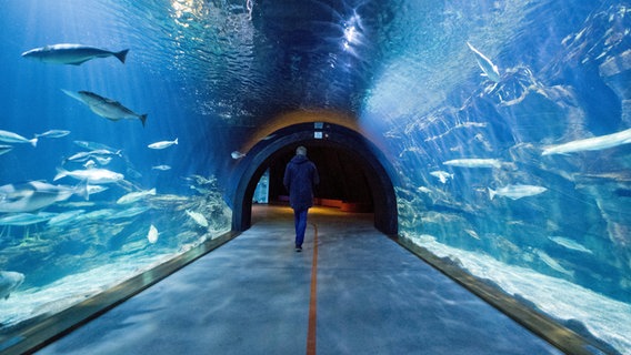 Besucher des Ozeaneums Schwerin laufen durch einen Aquariumtunnel. © dpa-Bildfunk Foto: Stefan Sauer/dpa