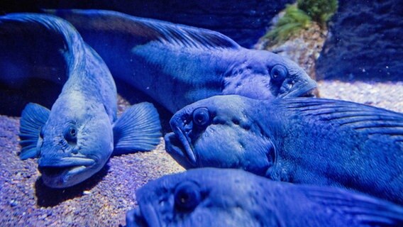 Seewölfe in einem Aquarium des Ozeaneum Stralsund. © dpa-Bildfunk Foto: Stefan Sauer/dpa