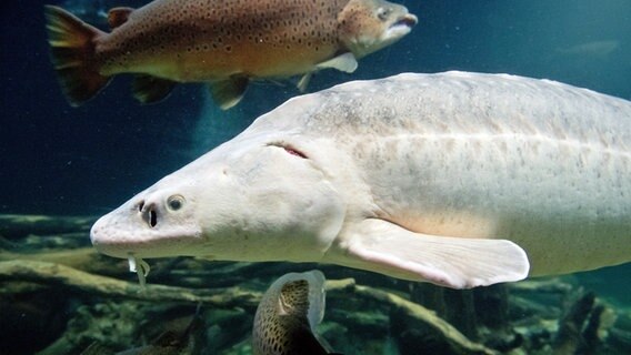 Der älteste Fisch im Museum - ein Stör, der 49 Jahre alt ist. © dpa-Bildfunk Foto: Stefan Sauer/dpa