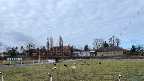 Der ehemalige Sportplatz Paulshöhe in Schwerin. Auf dem Grün grasen Schafe. © NDR Foto: Franziska Haenlein