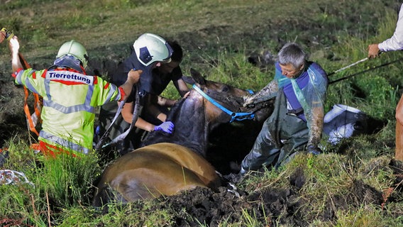 Pferderettung in Wolgast: Wallach "Cash" liegt auf der linken Seite tief im Schlamm eingesunken. Tierretter arbeiten daran, ein Hebegeschirr unter das Tier zu bringen. © Tilo Wallrodt Foto: Tilo Wallrodt