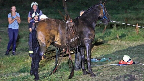 Pferderettung in Wolgast: Wallach "Cash" wurde aus dem Schlamm gezogen und hängt im Hebegeschirr am Kran des THW. © Tilo Wallrodt Foto: Tilo Wallrodt