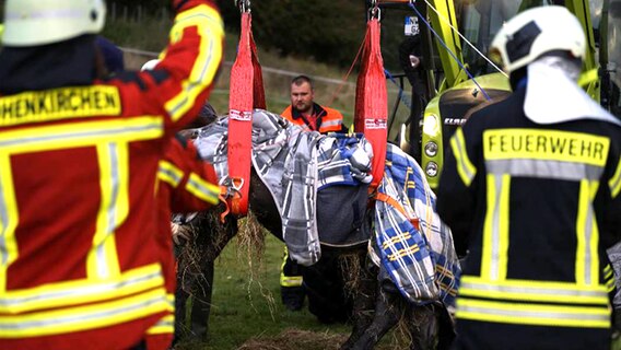 Feuerwehrleute retten ein Pferd aus einem Graben. © Freiwillige Feuerwehr Hohenkirchen Foto: Freiwillige Feuerwehr Hohenkirchen