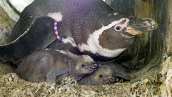 Junginguine im Rostocker Zoo geschlüpft. Blick in die Bruthhle zeigt zwei Küken und ein ausgewachsenes Exemplar. © Zoo Rostock/Maria Seemann Foto: Zoo Rostock/Maria Seemann