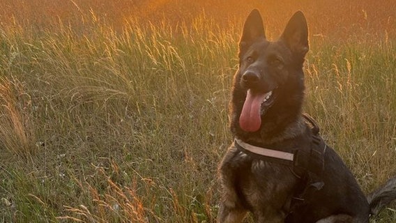 Deutscher Schäferhund Marly, Datenträger-Spürhund. © Landespolizei MV/dpa 