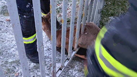 Ein Reh hat sich in einem Zaun verklemmt und wird von der Feuerwehr befreit. © Feuerwehr Jarmen Foto: Feuerwehr Jarmen