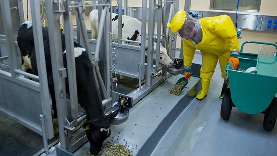 Eine Mitarbeiterin füttert Kühe im Hochsicherheitslabor im Friedrich-Loeffler-Institut auf Riems. © dpa Foto: Stefan Sauer