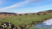 Eine Rinderherde grast bei sonnigem Wetter auf einer Weide. Im Hintergrund sind kahle Wälder zu sehen, am Rand der Weide verläuft ein Bach, der zum Teil zugefroren ist. © NDR Foto: Susann Moll
