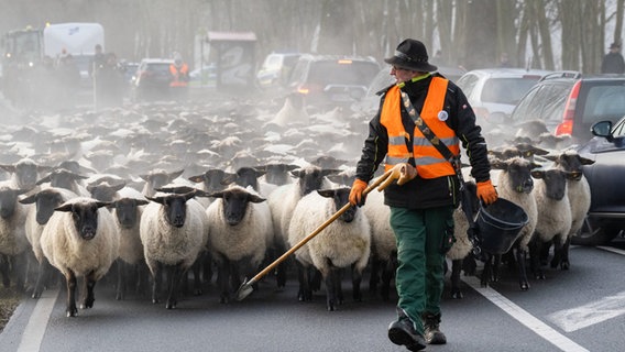 Der Schäfer Ingo Stoll treibt rund 400 Schafe bei Stralsund über die Bundesstraße B194 und durch ein Gewerbegebiet zu einer Koppel. © dpa-Bildfunk Foto: Stefan Sauer