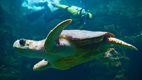 Ein Taucher schwimmt im Meeresmuseum von Stralsund mit einer Riesenschildkröte im 350.000-Liter-Schildkrötenaquarium. © dpa-Bildfunk Foto: Stefan Sauer