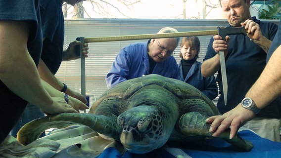 Mitarbeiter des Meeresmuseums vermessen eine Riesenschildkröte. © NDR Foto: Martje Rust