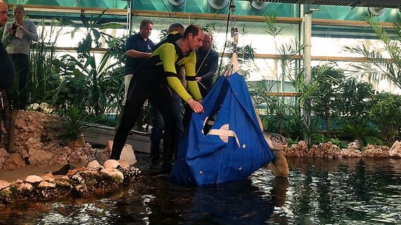Mitarbeiter des Meeresmuseums in Stralsund setzten eine Riesenschildkröte zurück ins Aquarium. © NDR Foto: Martje Rust