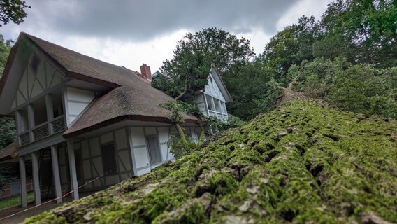 Im Schlosspark Ludwigslust ist eine 25 Meter hohe Eiche auf das Schweizerhaus gefallen © Chris Loose Foto: Chris Loose