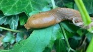 Eine braune Wegschnecke kriecht über grüne Blätter. © NDR Foto: Franziska Drewes