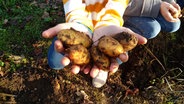 Kinderhände halten selbst geerntete Kartoffeln aus dem Schulgarten der Waldorfschule in Schwerin in den Händen. © ndr.de Foto: Jana Kachel