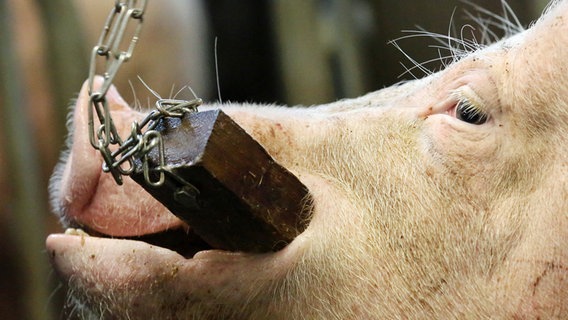 Ein Schwein knabbert an einem Stück Holz © DPA-Bildfunk Foto: Bernd Wüstneck
