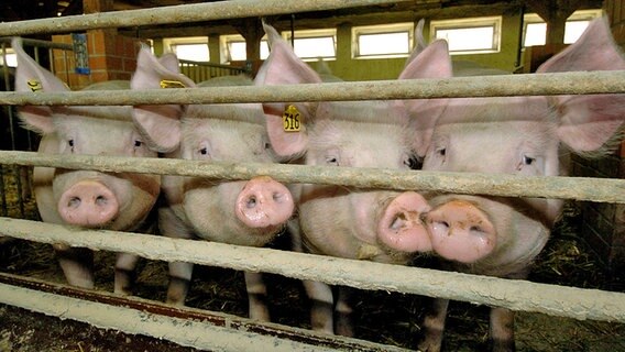 Schweinezucht © dpa-Zentralbild Foto: Nestor Bachmann