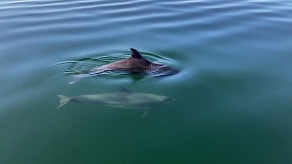 Zwei Delfine schwimmen in der Ostsee. © Christian Schmiedeberg Foto: Christian Schmiedeberg