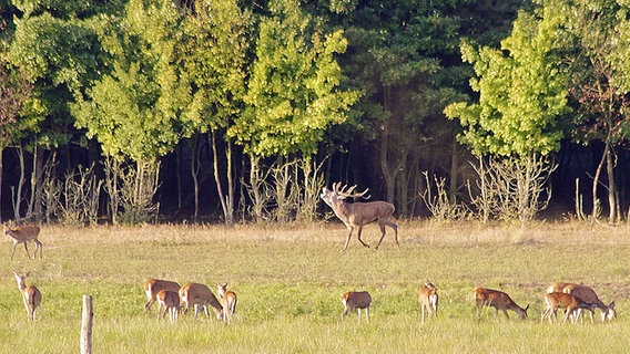 Hirsch und Rehe äsen auf einem Feld vor einem angrenzenden Wald. © NDR Foto: Manfred Bergholz aus Waren-Müritz