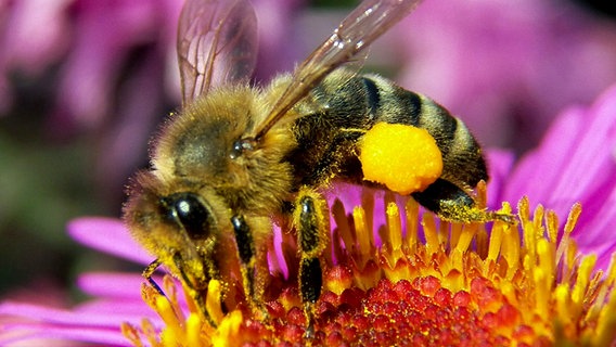 Nahaufnahme einer Hummel auf einer Blüte. © NDR Foto: Rolf Siebler aus Riebke