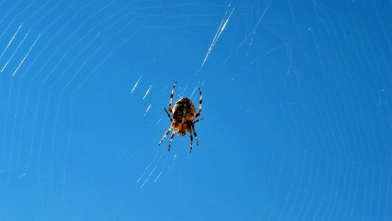 Eine Spinne in ihrem Netz. © NDR Foto: Kerstin Behrend aus Neubrandeburg