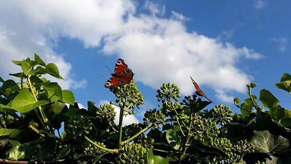 Schmetterlinge sitzen auf einem Busch © NDR Foto: Vicky Schmoock aus Neustrelitz