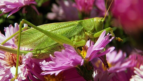 Nahaufnahme einer Heuschrecke auf einer Pflanze. © NDR Foto: Rolf Siebler aus Riebke