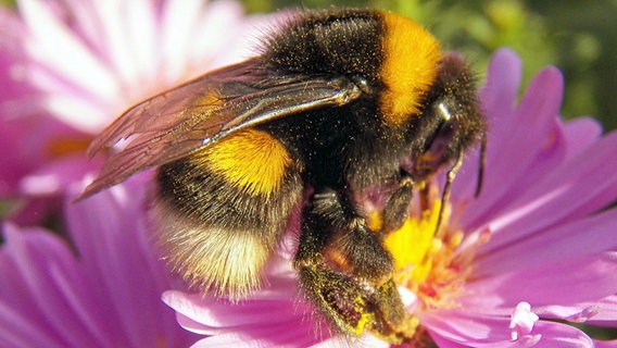 Nahaufnahme einer Hummel auf einer Pflanze. © NDR Foto: Rolf Siebler aus Riebke