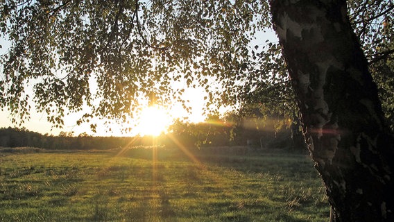 Die letzten Sonnenstrahlen der untergehenden Sonne erreichen einen Park. © NDR Foto: Manfred Bergholz aus Waren-Müritz