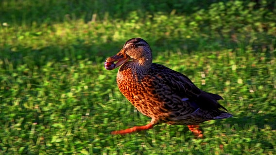 Eine Ente mit einer Pflaume im Schnabel. © NDR Foto: Kristina Schmaglowski aus Malchow