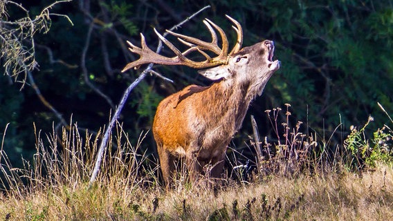 Ein röhrender Hirsch. © NDR Foto: Detlef Meier aus Ducherow