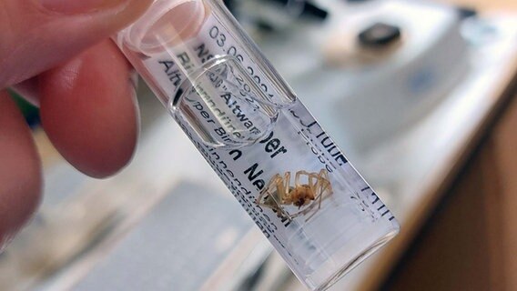 Tote Sanddornfinger-Spinne in einem Reagenzglas © NDR Foto: Stefan Thoms