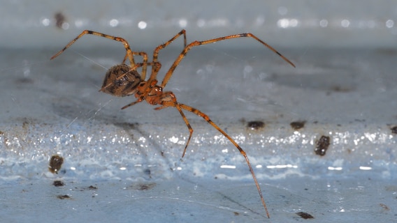 Spinne des Jahres - die gefleckte Höhlenspinne © Susann Moll Foto: Susann Moll