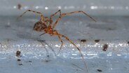 Spinne des Jahres - die gefleckte Höhlenspinne © Susann Moll Foto: Susann Moll